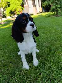 Cavalier King Charles Spaniel, piesek  do odbioru