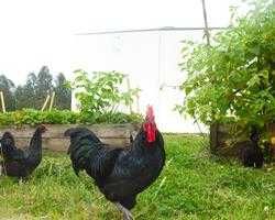 Ovos galados e pintos BIO - Pedrês, Preta, Amarela e Branca