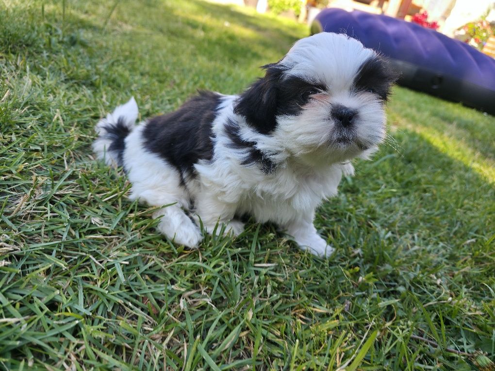Sprzedam Pieska shih tzu