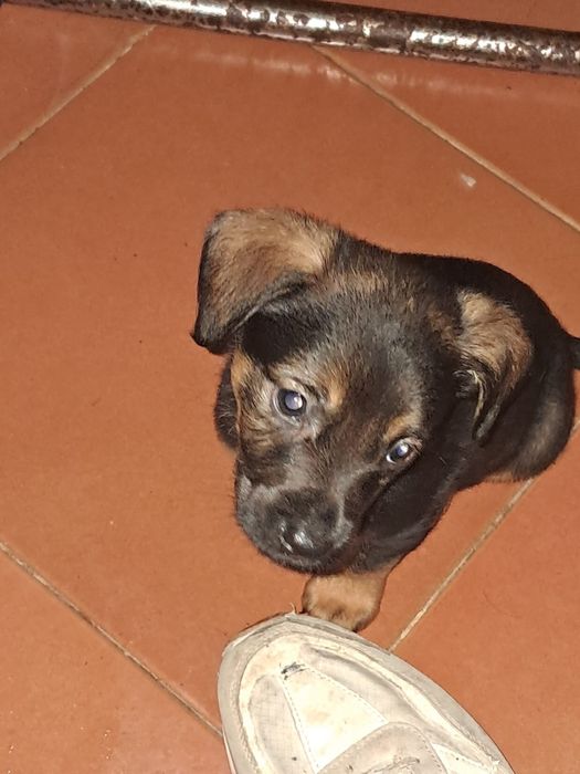 cães para adoção !