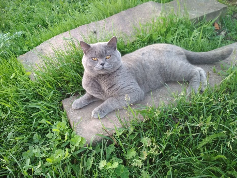 Шотландський прямовухий