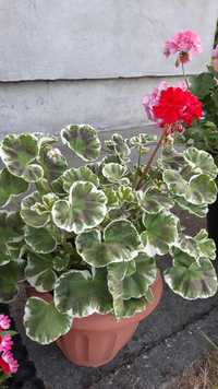 Pelargonia kolekcjonerska sadzonka Wilhelm Langguth