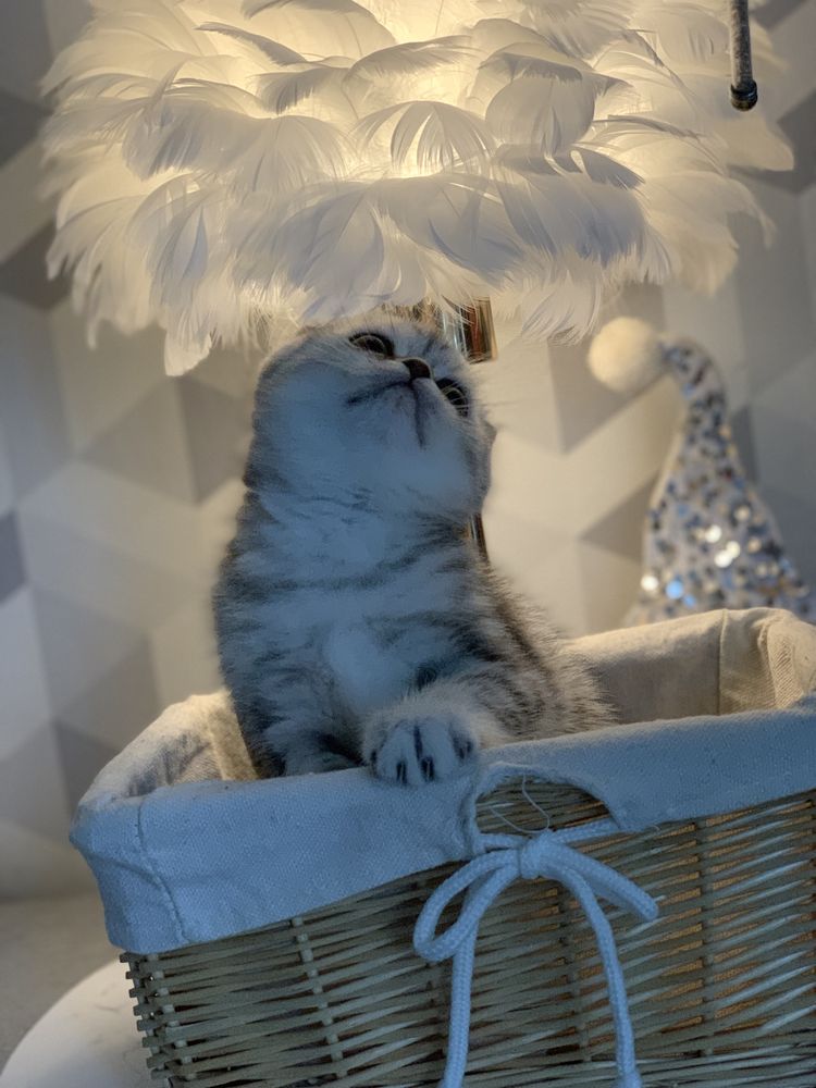 Шикарная шотландская кошечка 2 мес