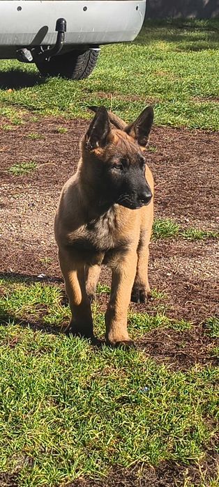 Owczarek belgijski malinois