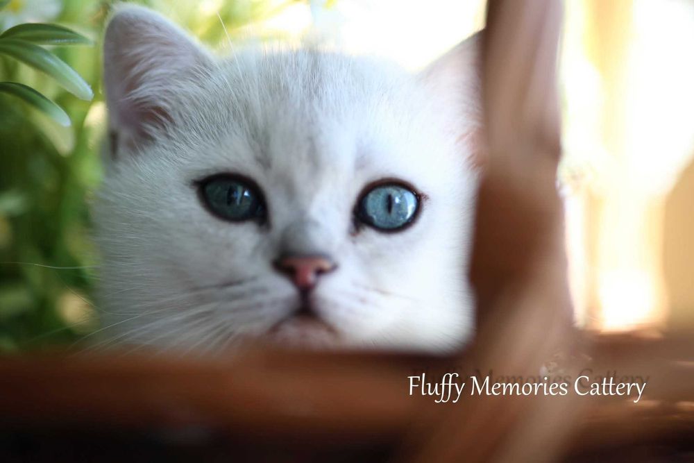 Kot brytyjski krótkowłosy srebrny