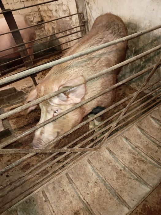 Продам хряка Кантор