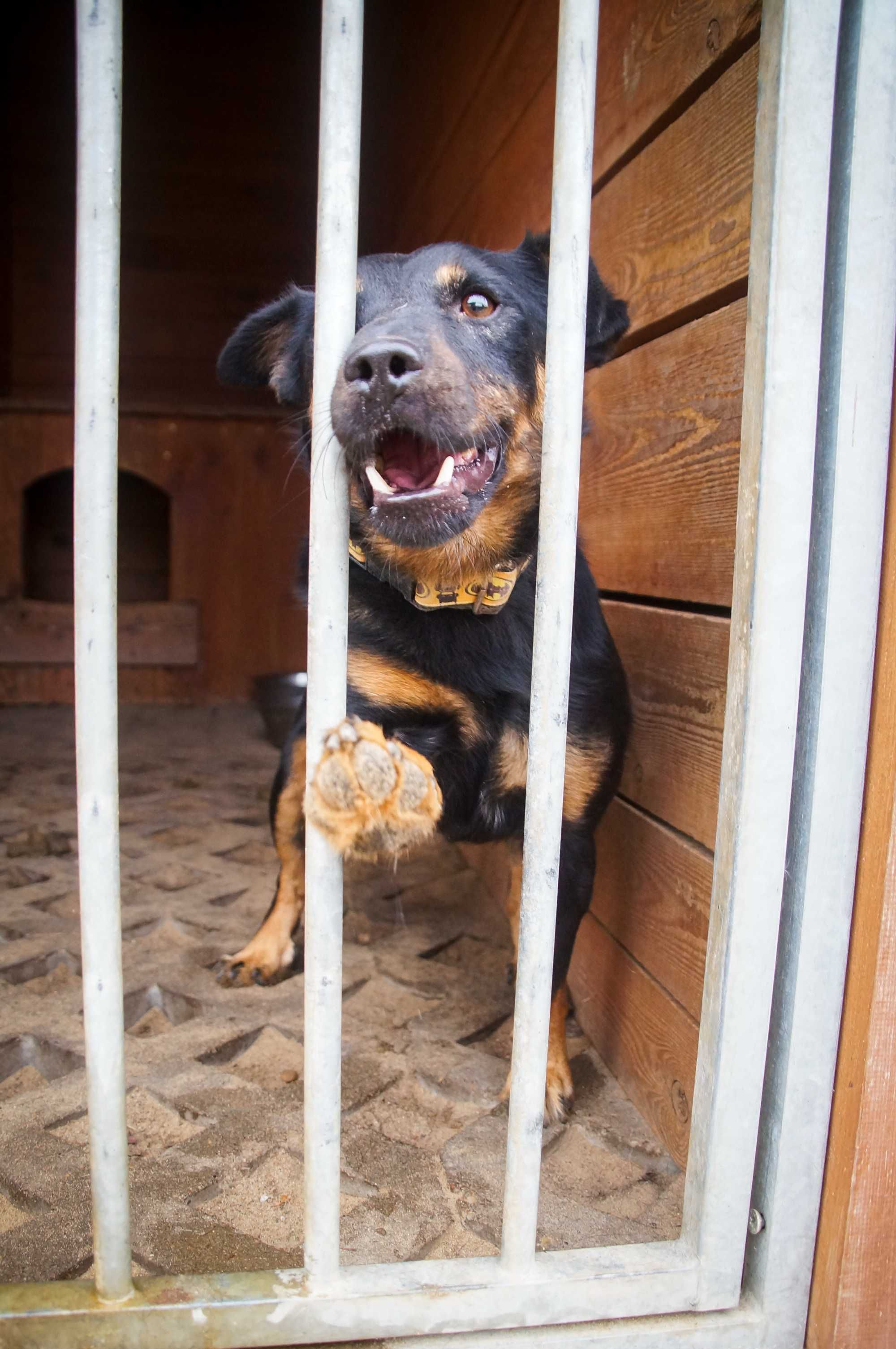 Dżokej - wesoły i energiczny psiak do adopcji.