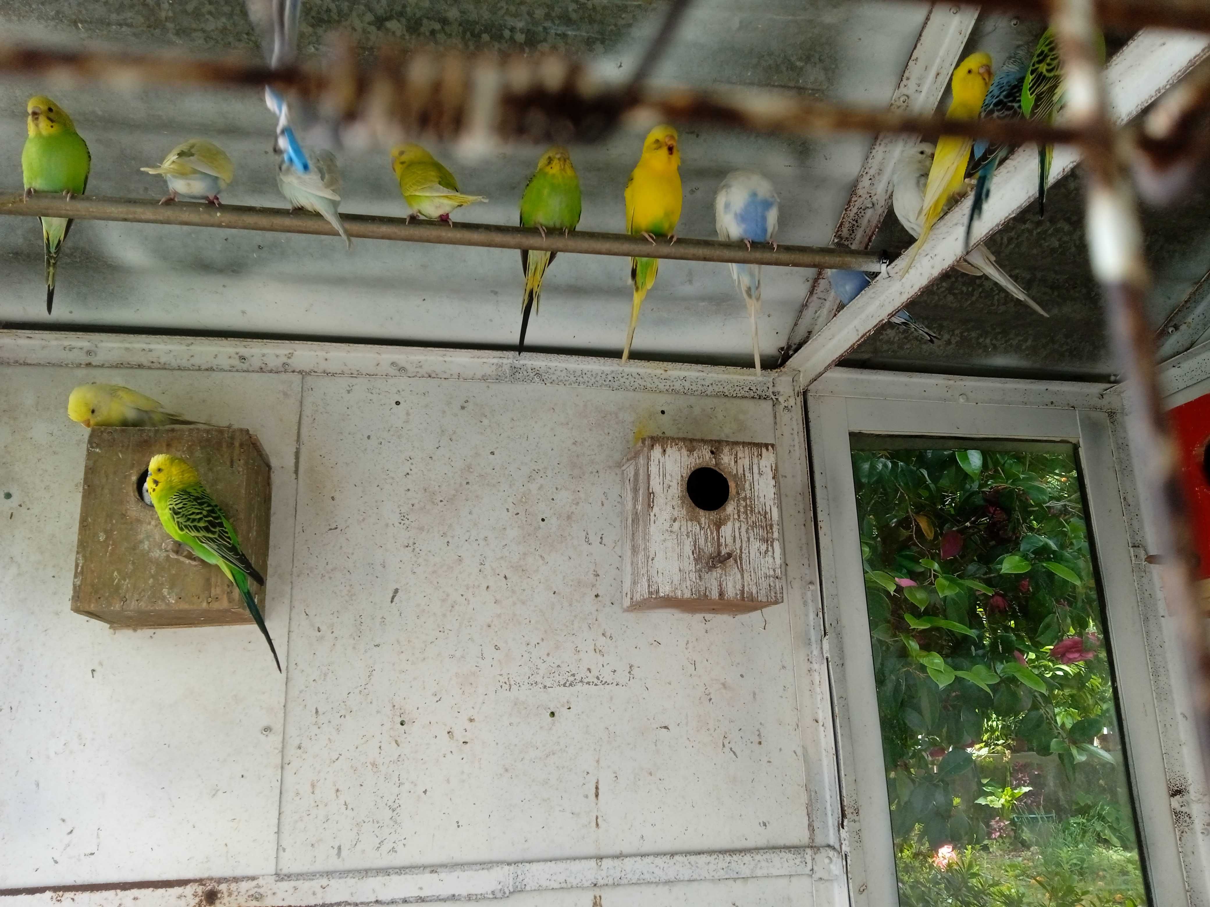 vendo periquitos autralianos varias cores