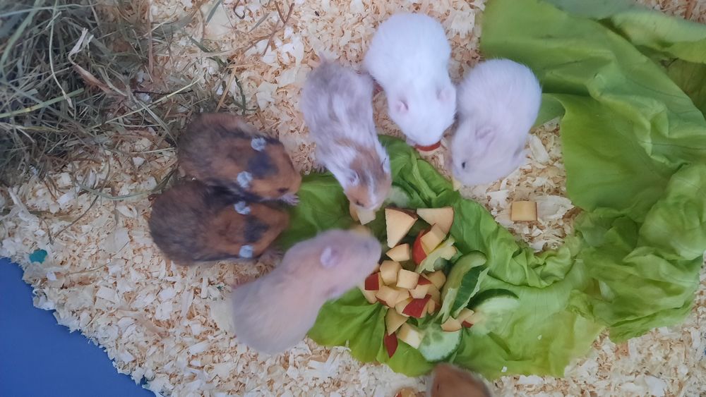 Chomik syryjski długowłosy, młodziutkie białe, wiewiórki i biszkoptowe