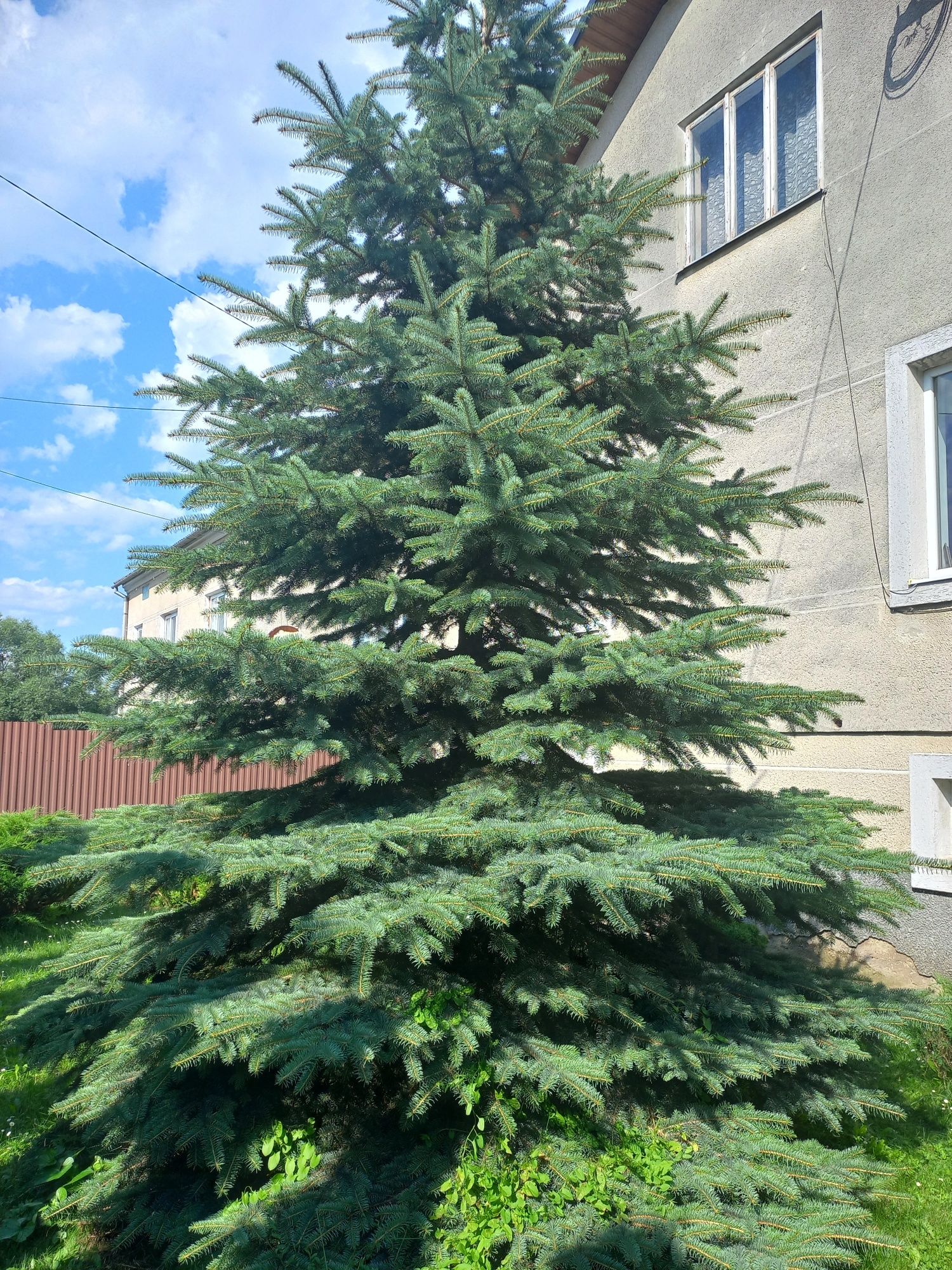 Продам дуже красиву ялинку
