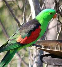 Яркие красавчики королевского попугая