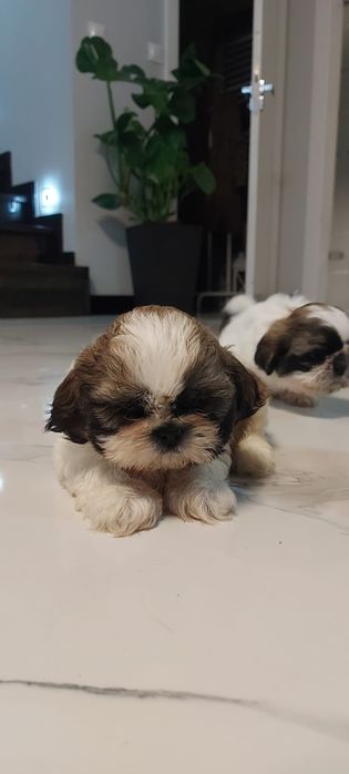 Osratnia suczka shih tzu