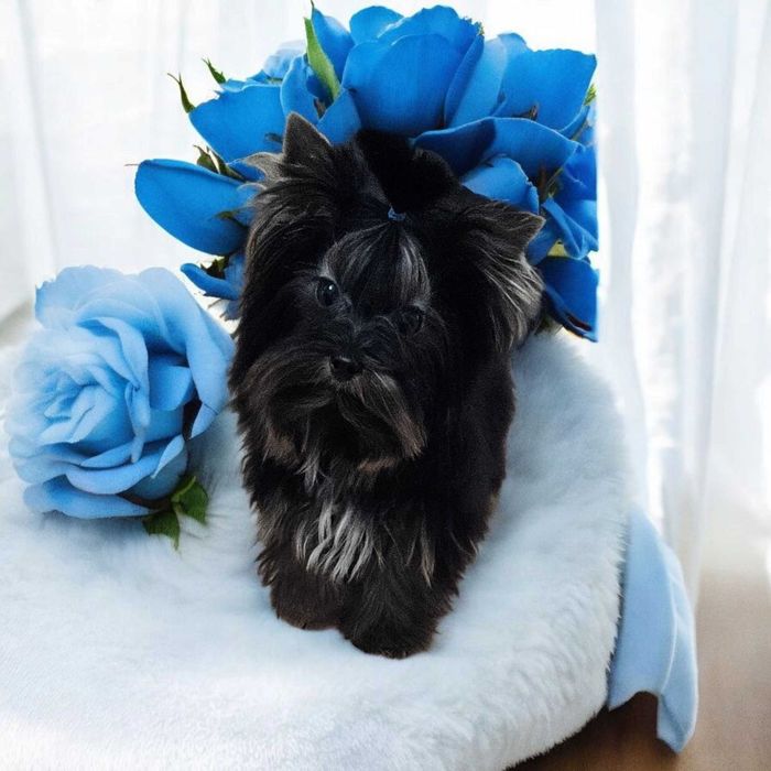 Zjawiskowy Piękny Maleńki York - NIE WYBARWI SIĘ - maleńkie cudo !