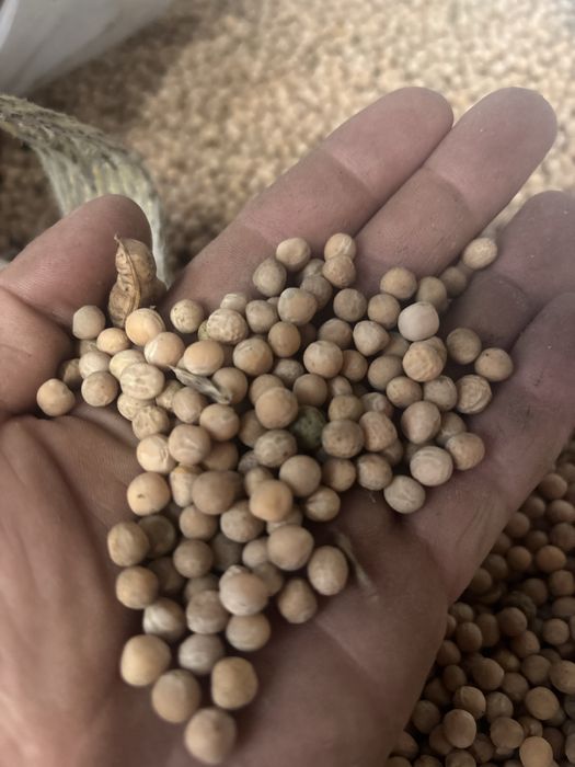 Groch paszowy peluszka  poplon transport