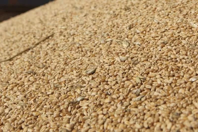 Pszenżyto ozime workowane, Zbiór 2025 Możliwy Transport