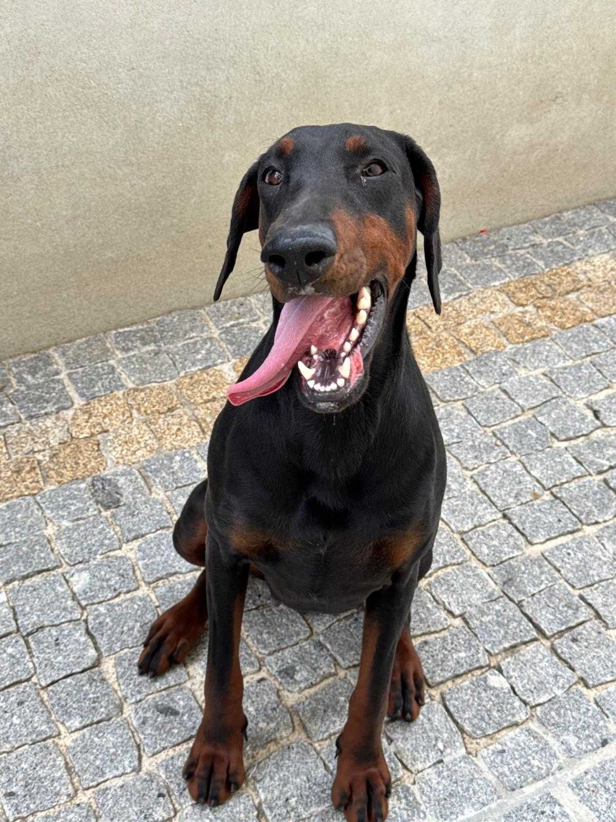 Adoção Responsável – DOBERMAN