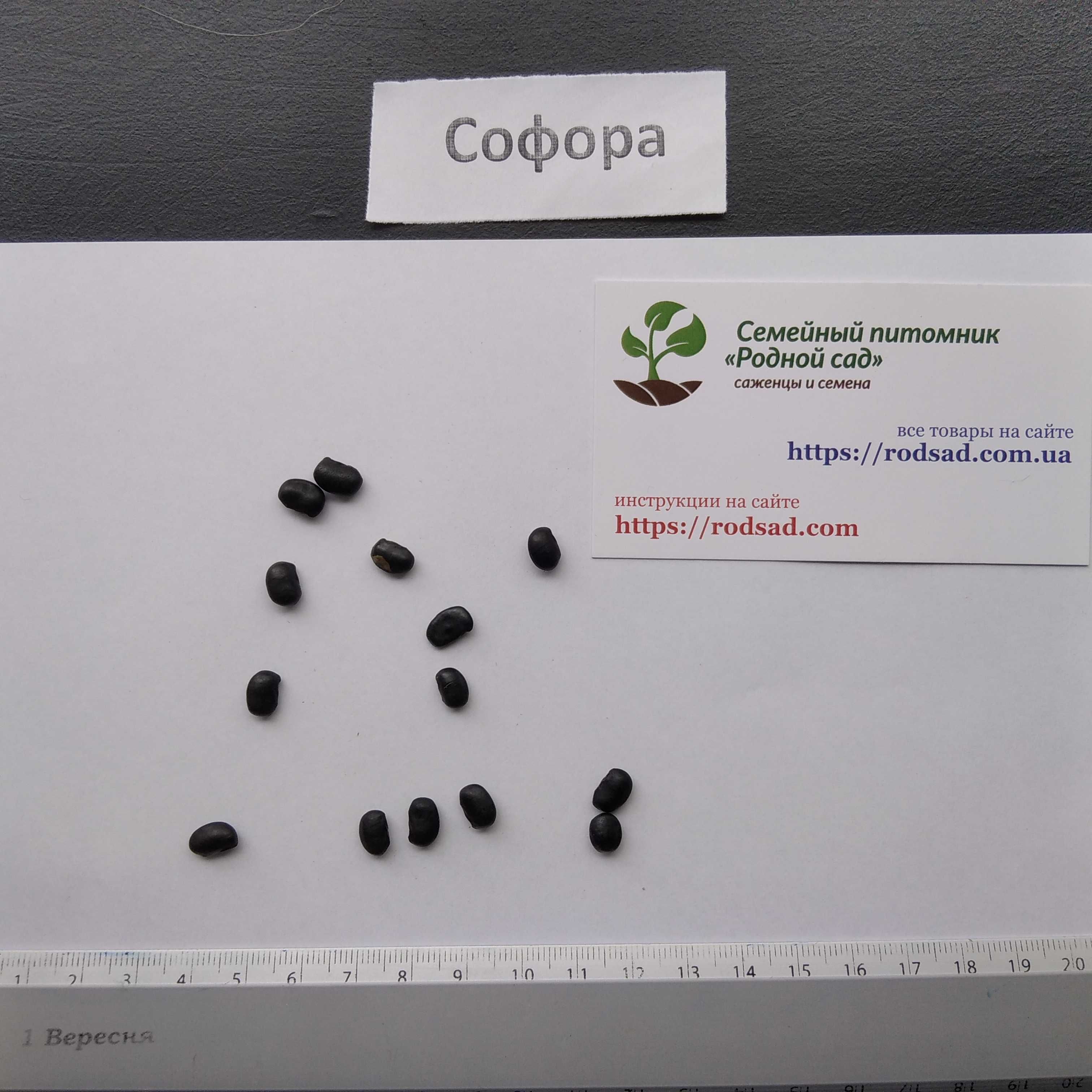 Софора японська насіння (20 шт) японська акація медонос семена