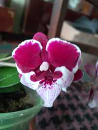 Мульти орхидейка