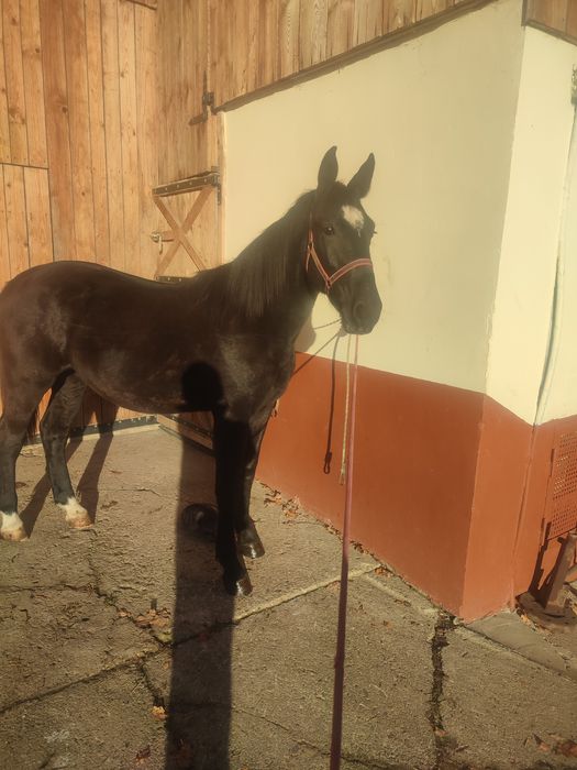 Klacz śląska, kara.