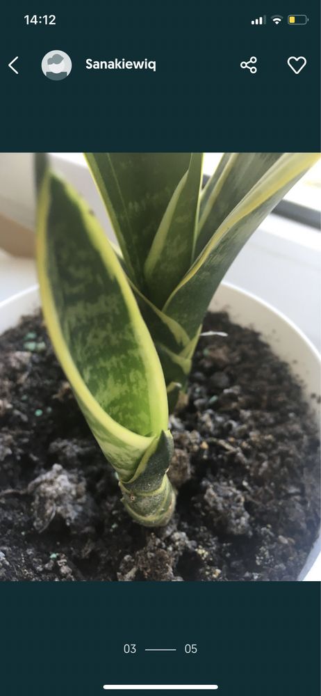 Sanseveria gwinejska