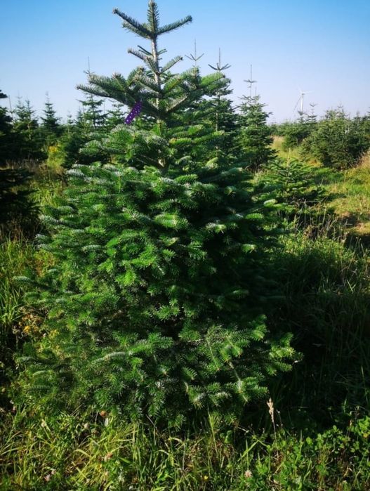 Jodła kaukaska 180 - 260