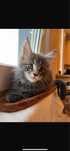 Kotki maine coon
