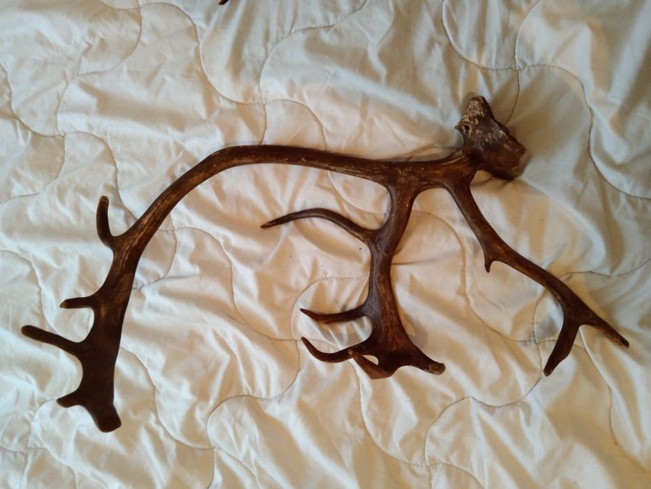 Роги оленя з часткою черепа