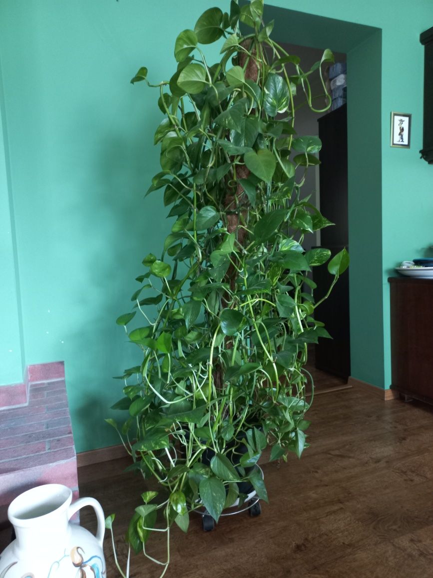 Epipremnum gęsto na paliku