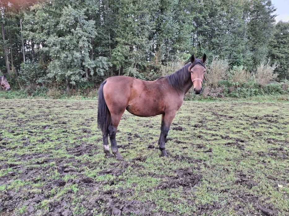 Sprzedam klacz śląską