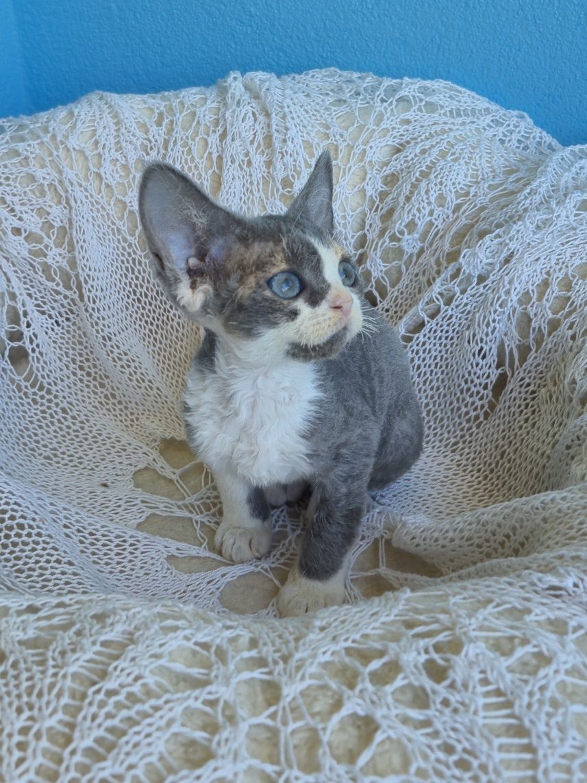 Koteczka Devon Rex FPL