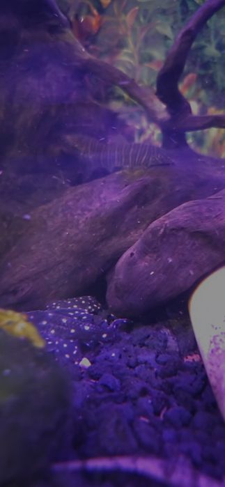 Zbrojnik L 201, glonojad ryba akwariowa