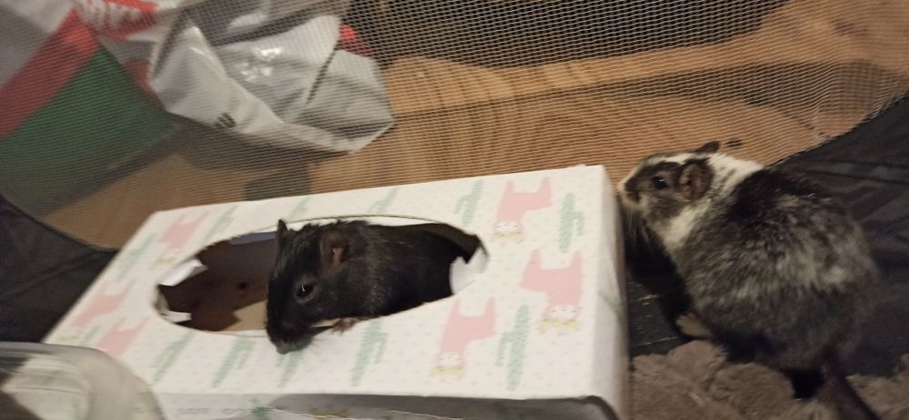 Oddam za darmo myszoskoczki