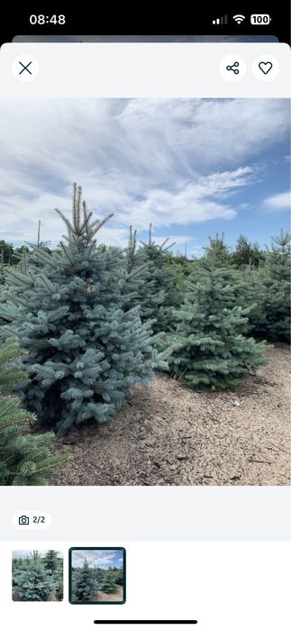 Plantacja choinek choinki świerk srebrny