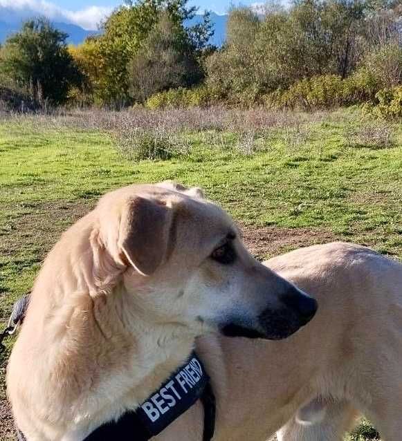 Bendżi piękny biszkoptowy pies do adopcji. Uratowany w Bułgarii