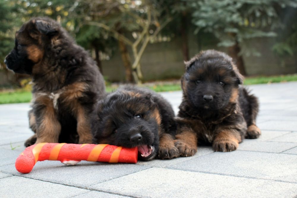 Owczarek Niemiecki Długowłosy. Suczka - szczenię