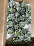 Cactos e suculentas