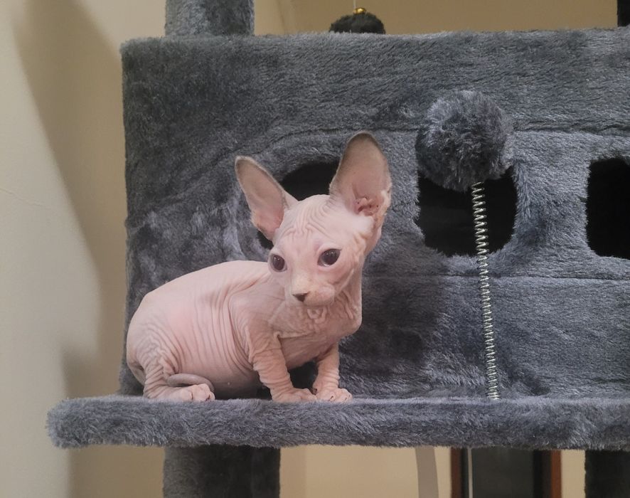 sphynx macho olhos azuis