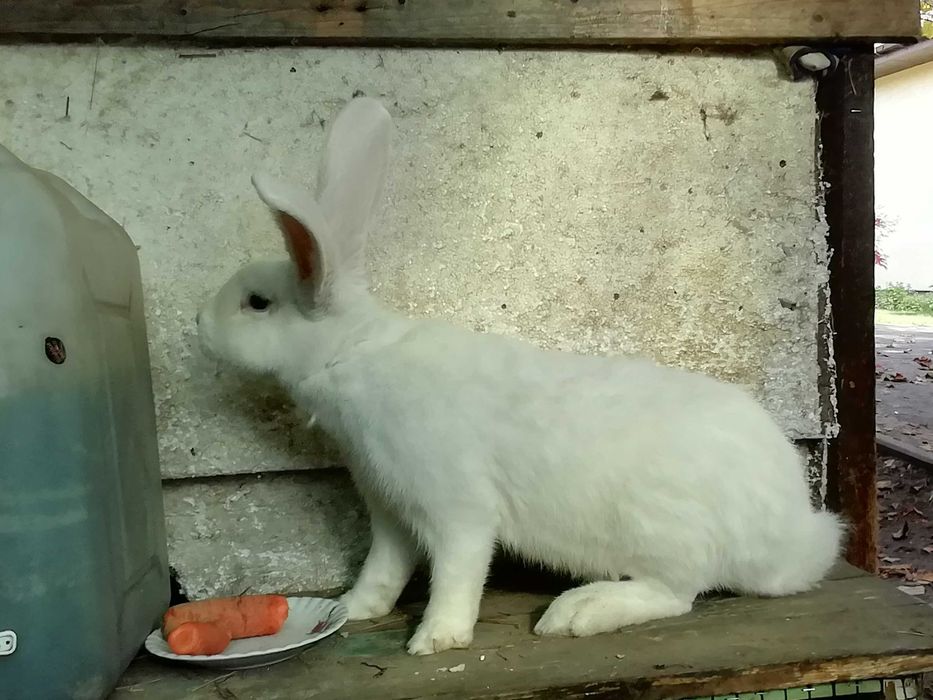 Króliki mieszańce i belgi