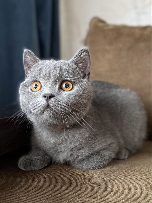 Голубой шотландский котенок