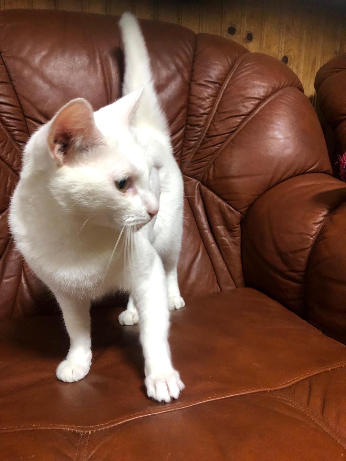 Gata 2 anos esterilizada extremamente meiga