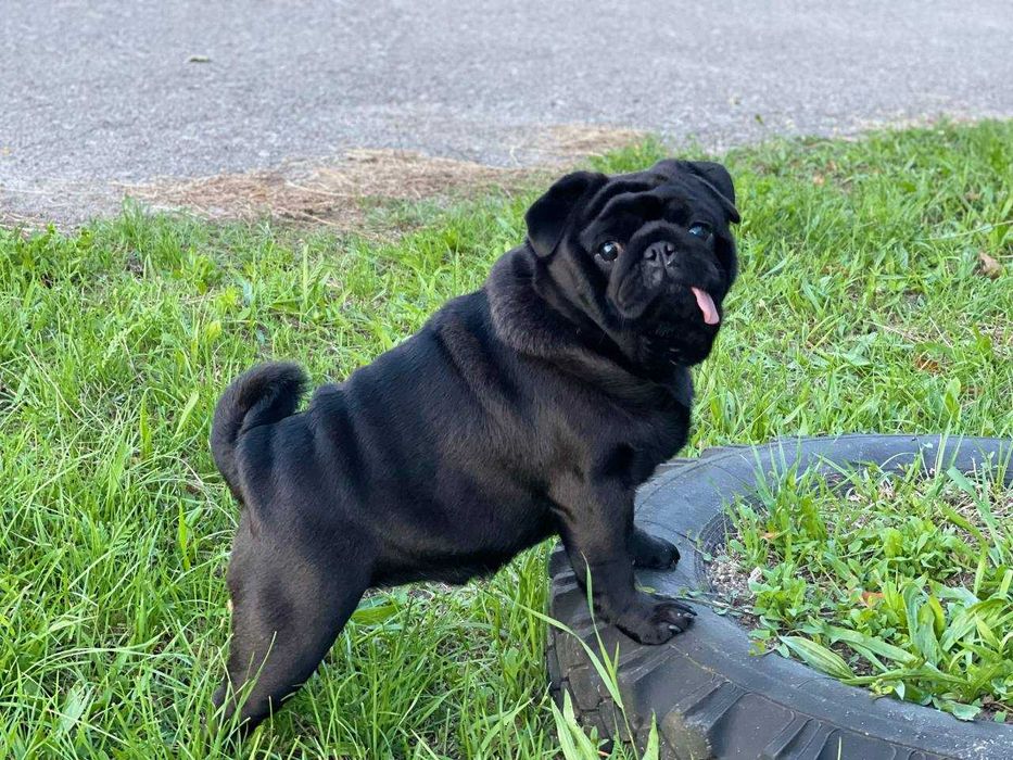 Мопс для вязки с документами