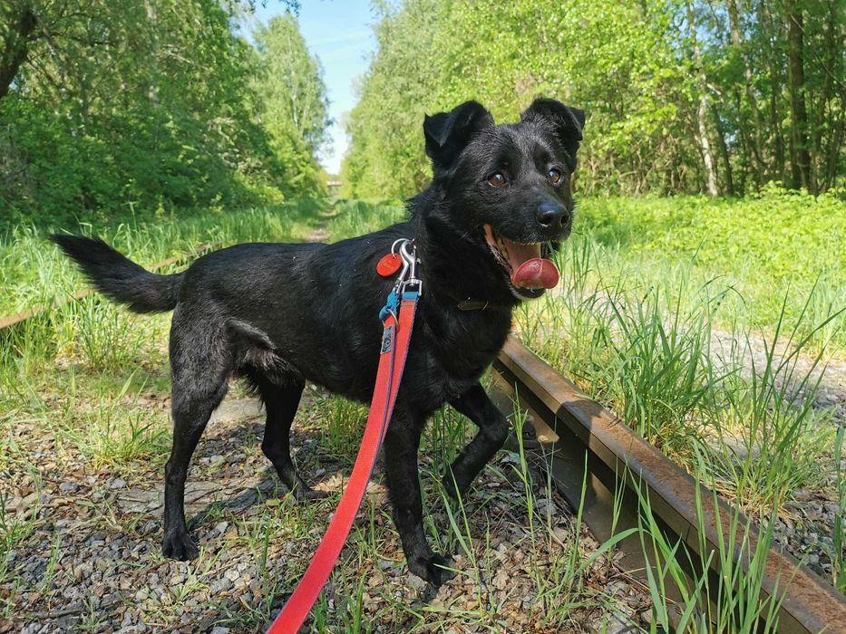 Kaktus - pogodny, przyjazny, uwielbia zabawę - schronisko