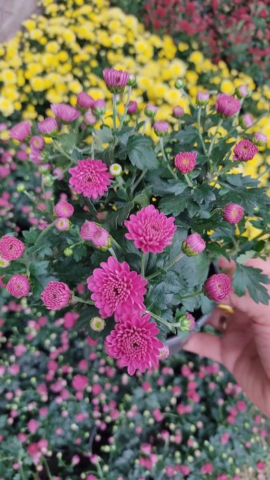 Хризантема мультифлора