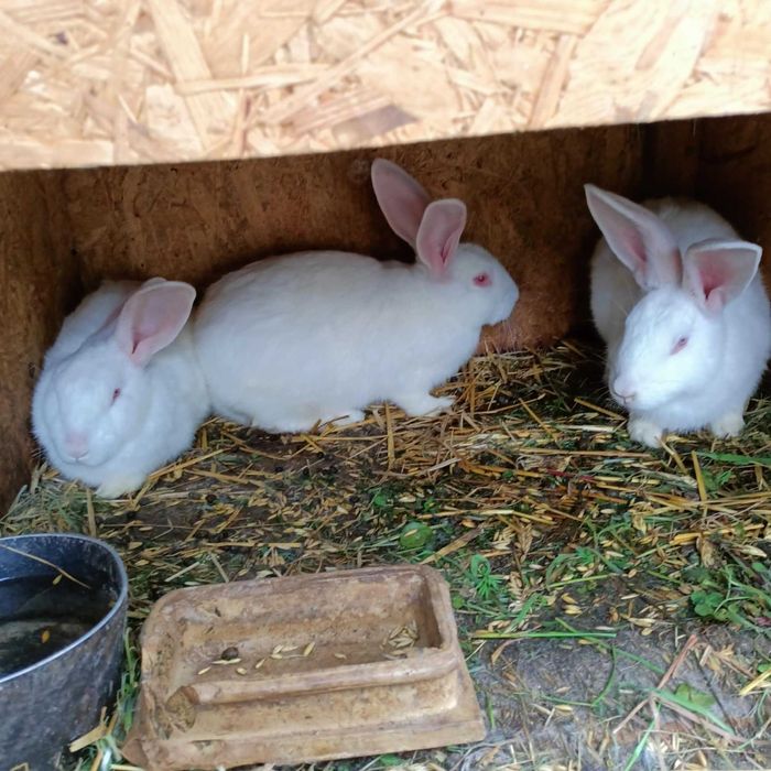 Króliki do hodowli lub tuszki