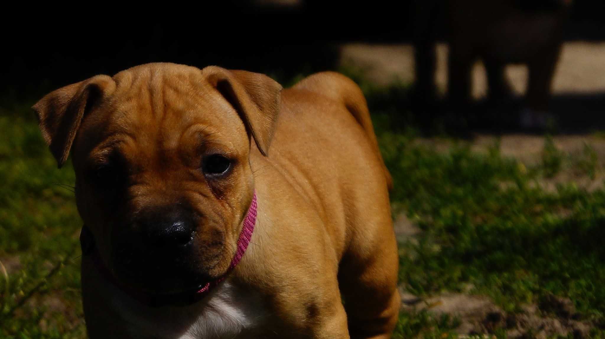 Amstaff FCI ,sunia Euforia,  do rezerwacji,  cudna