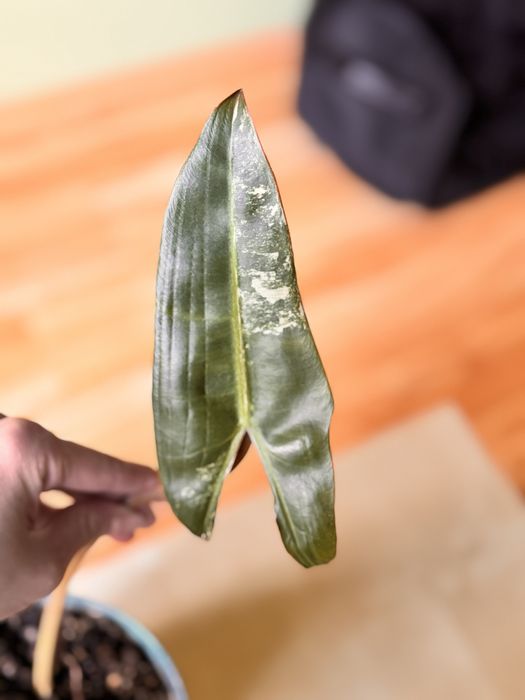 Philodendron billietiae variegata