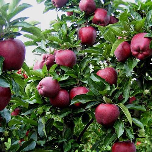 Саджанці яблунь різного сорту, з розвиненою кореневою. Опт та Роздріб.