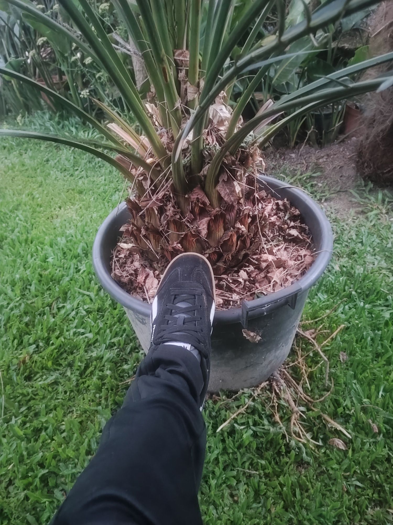 Macrozamia comunis