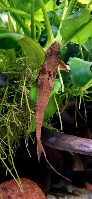 Loricaria red - sprzedam