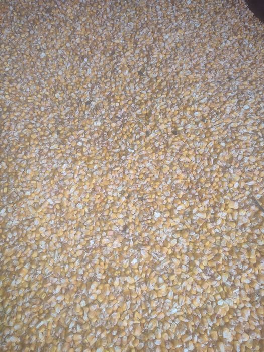 Продам Ячмінь,Кукурудза 2025р.р